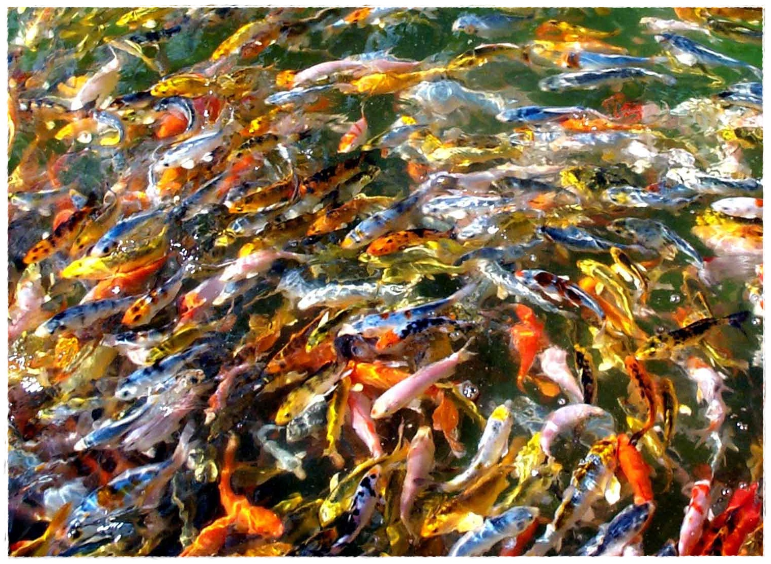 Оранжевые рыбы в японии